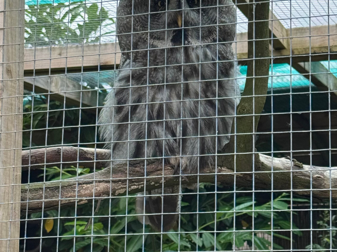 Andy Howeys Birds of Prey Centre-特威德河畔贝里克必去景点
