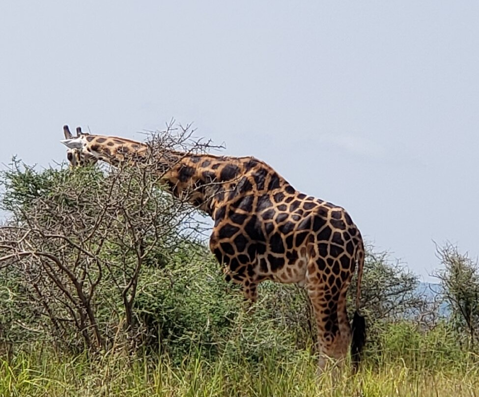 Abigail Safaris Limited-Bukoto必去景点