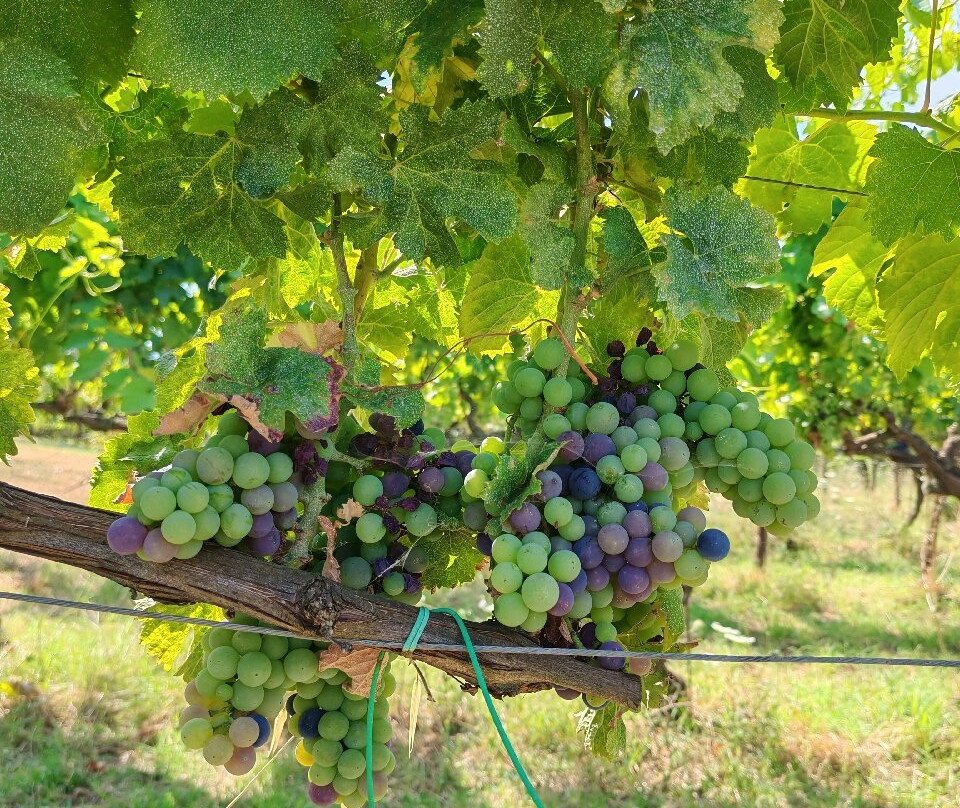 Azienda Vitivinicola Pileum-Piglio必去景点