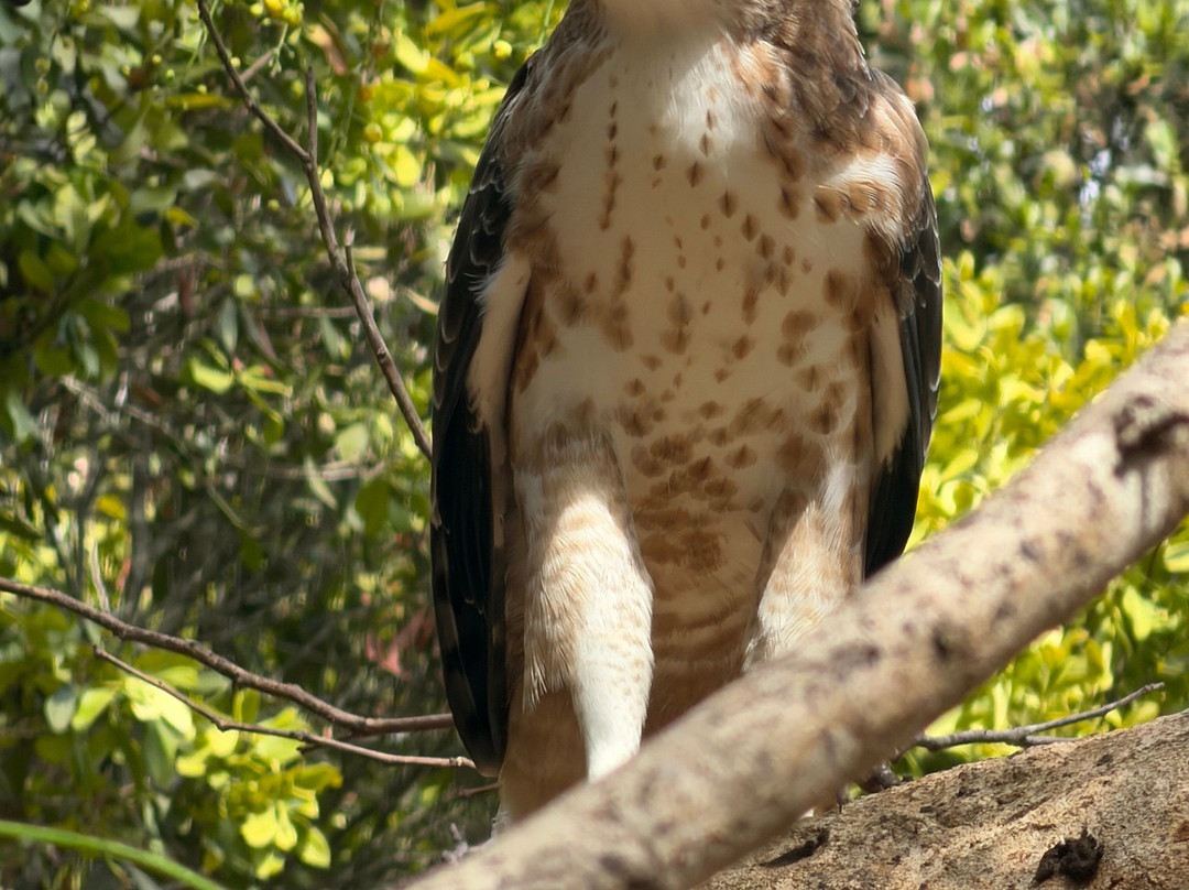 Sudu Yala Tusker Safari-蒂瑟默哈拉默必去景点