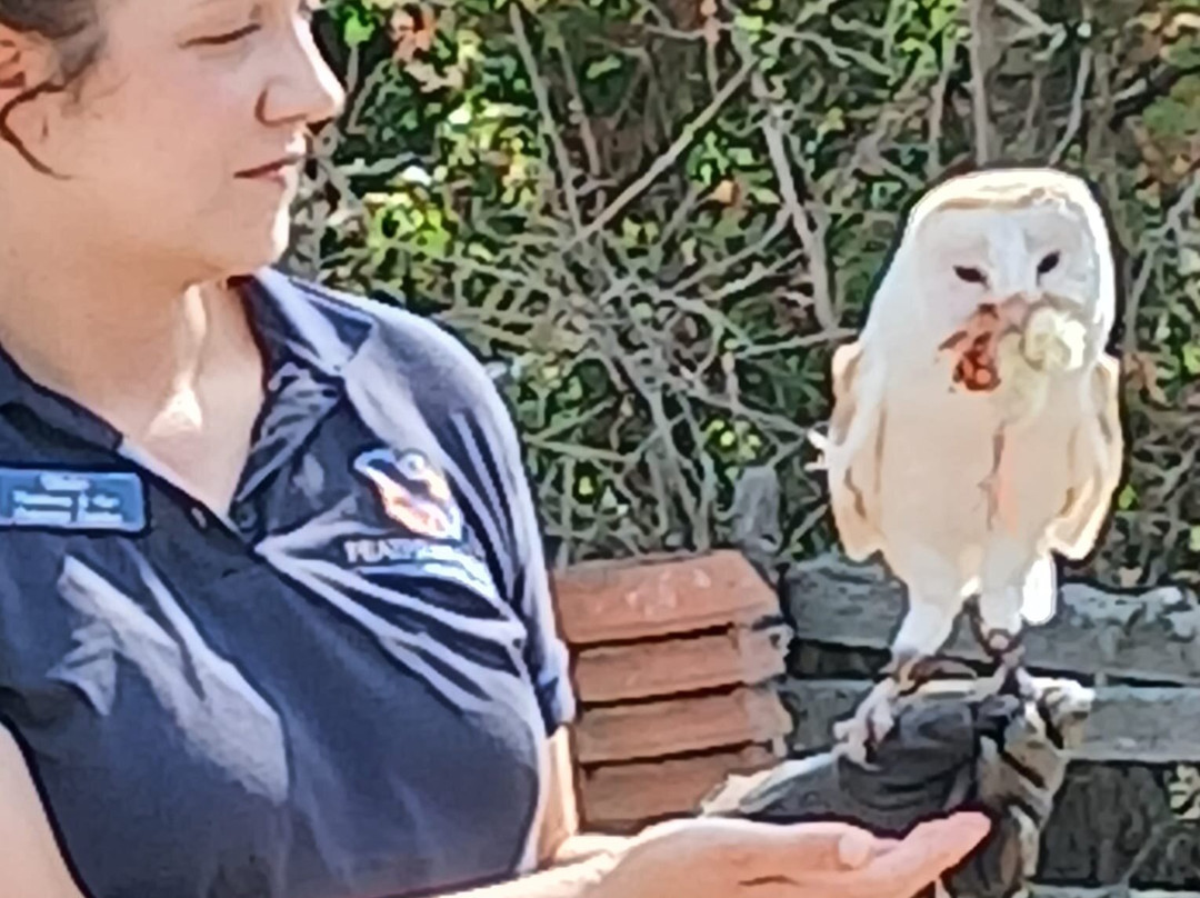 Feathers and Fur Falconry Centre-布拉克内尔必去景点