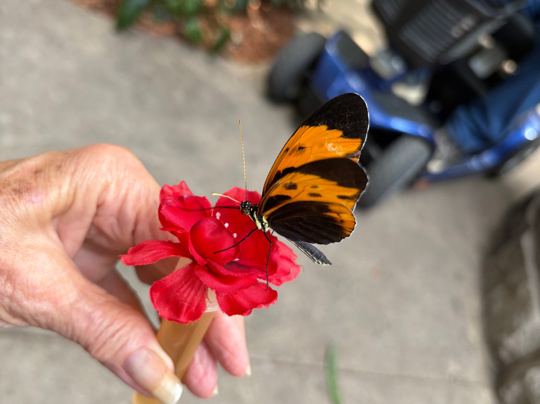 The Butterfly Palace-布兰森必去景点