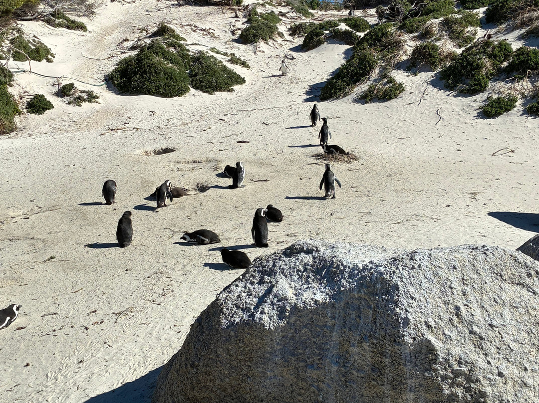Boulders Beach Penguin Colony-西门镇必去景点
