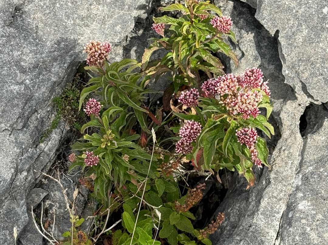 Heart of Burren Walks-Carran必去景点