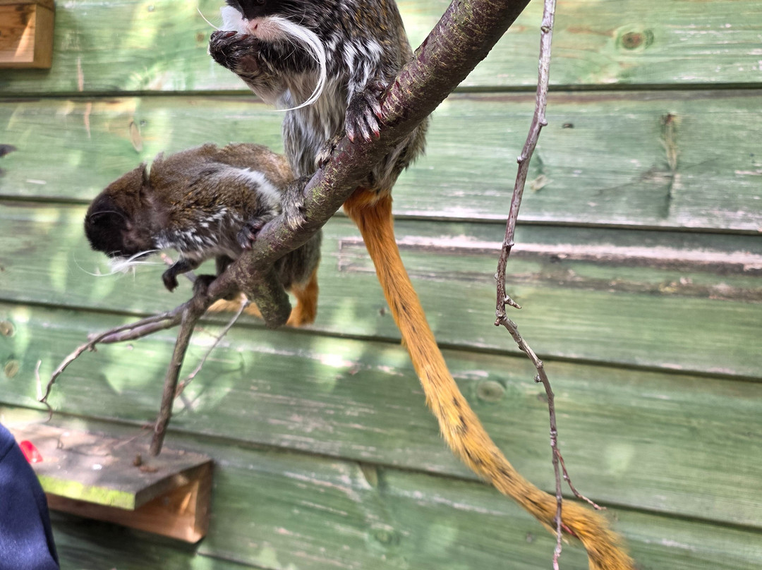 Camperdown Wildlife Centre-敦提必去景点