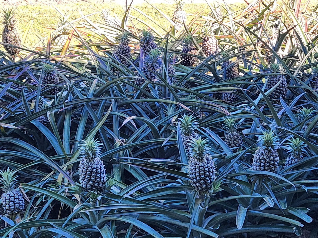 The Big Pineapple-Nambour必去景点