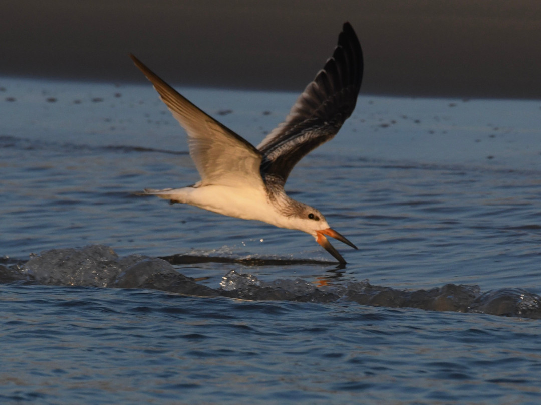 Salt Marsh Safari The Skimmer-Stone Harbor必去景点