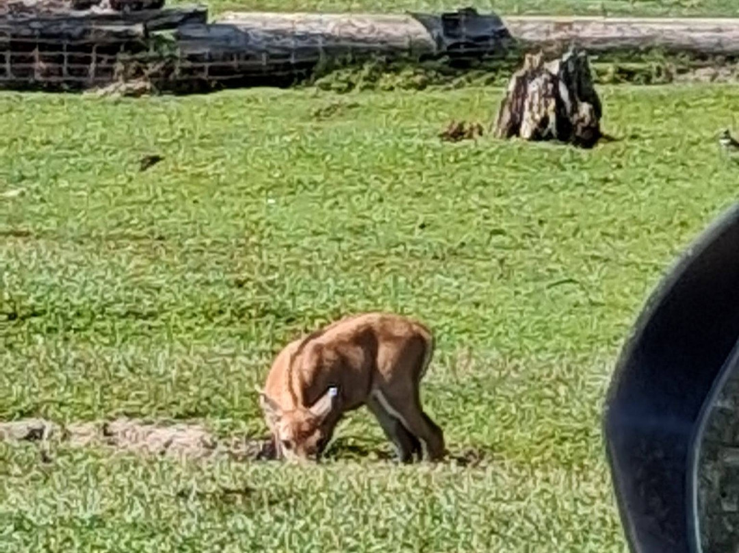 Aloha Safari Zoo-Cameron必去景点