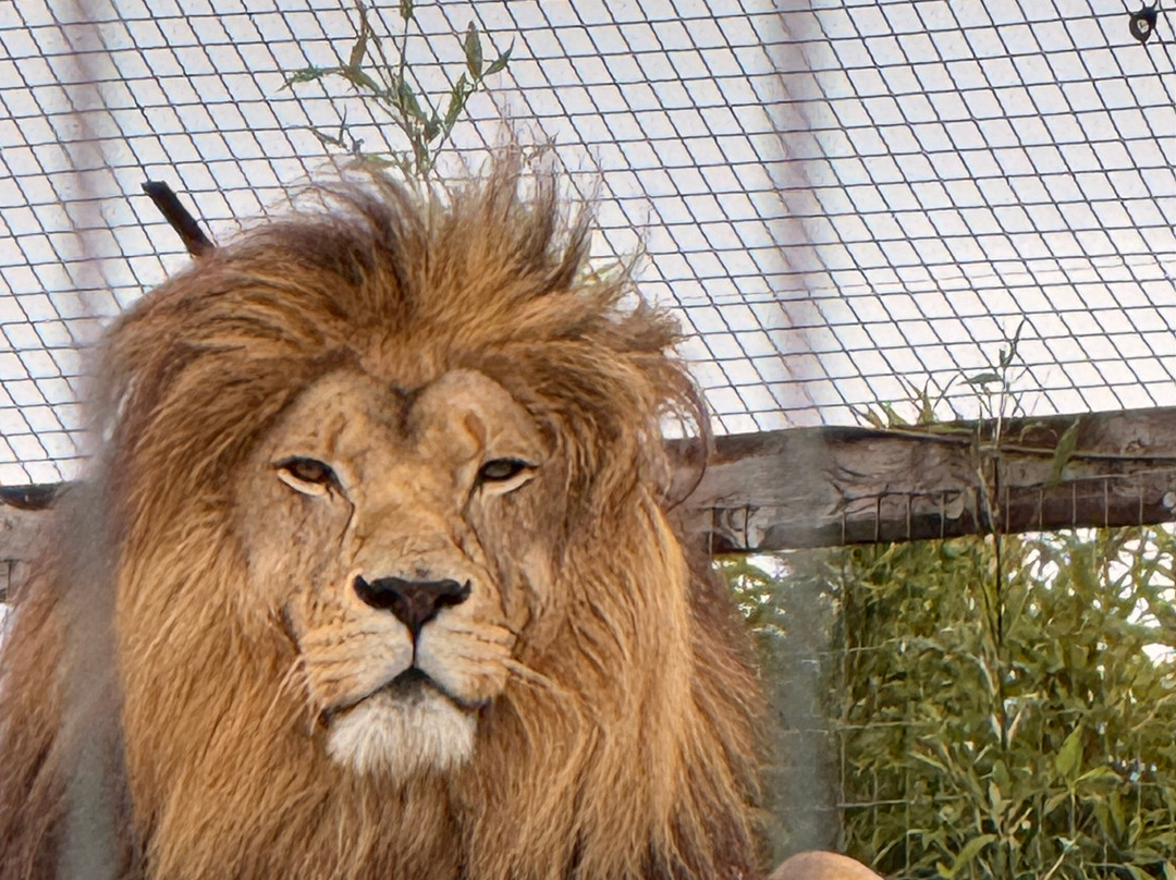 Wolds Wildlife Park-Horncastle必去景点