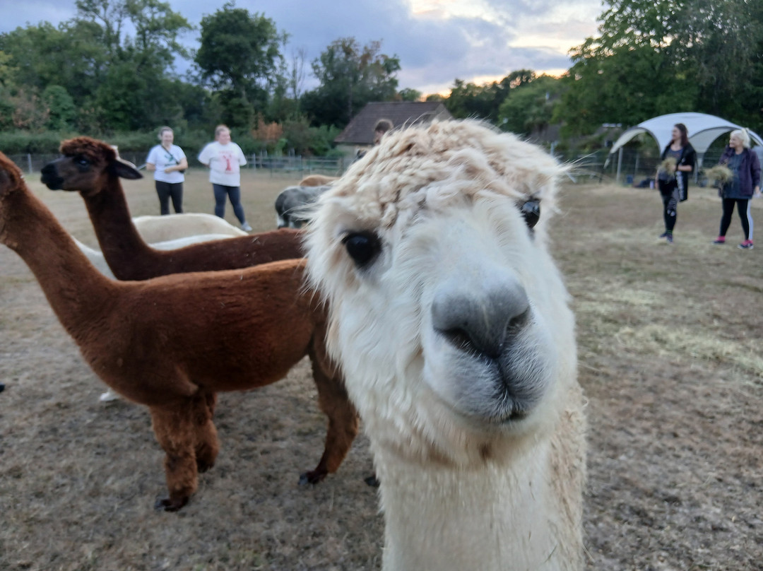 Reservoir Alpacas-Chard必去景点