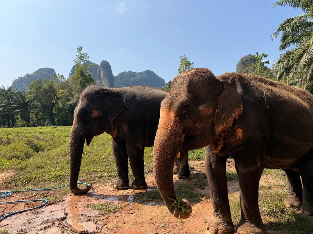 Krabi Elephant Sanctuary-甲米必去景点