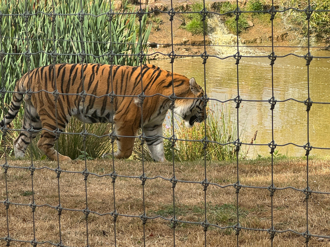 Yorkshire Wildlife Park-Auckley必去景点