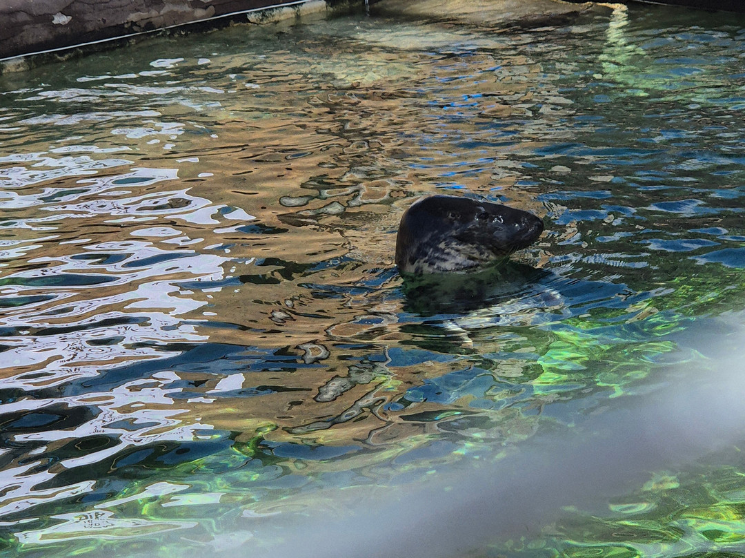 Cornish Seal Sanctuary-Gweek必去景点