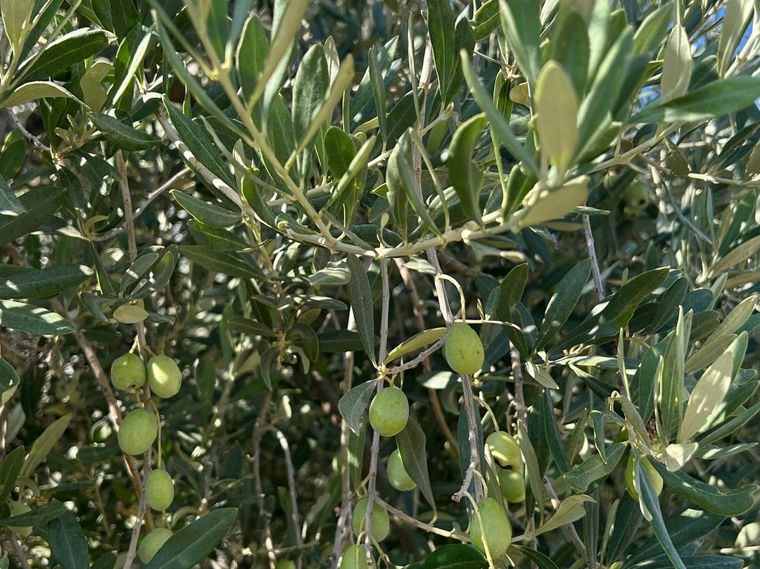 Olivina Experiences-Lotzorai必去景点