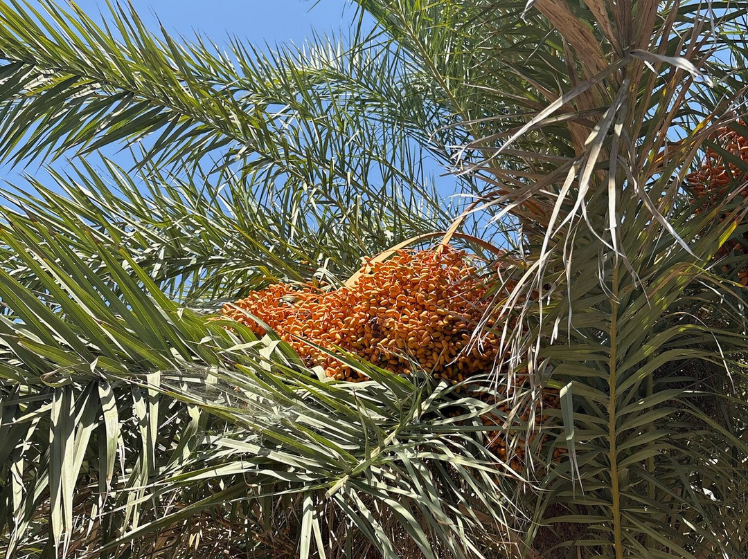 Botanical Park of Maspalomas (El Parque Botanico de Maspalomas)-马斯帕洛马斯必去景点