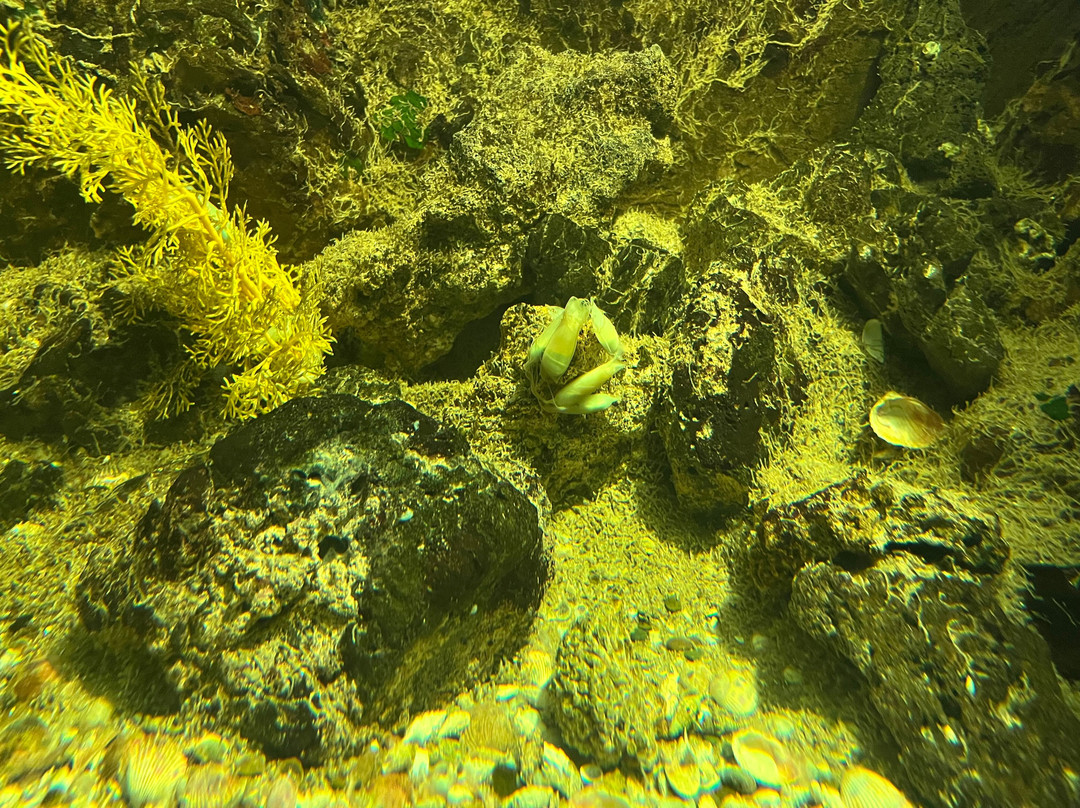 Aquarium Mondo Marino-马萨马里蒂马必去景点