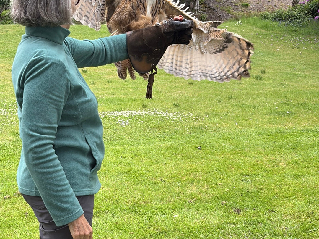 Shieldaig Falconry-盖尔洛赫必去景点