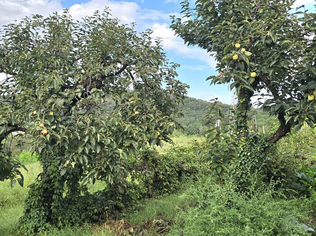 Azienda Agricola Pigafetta Guido e Figli-Rovolon必去景点