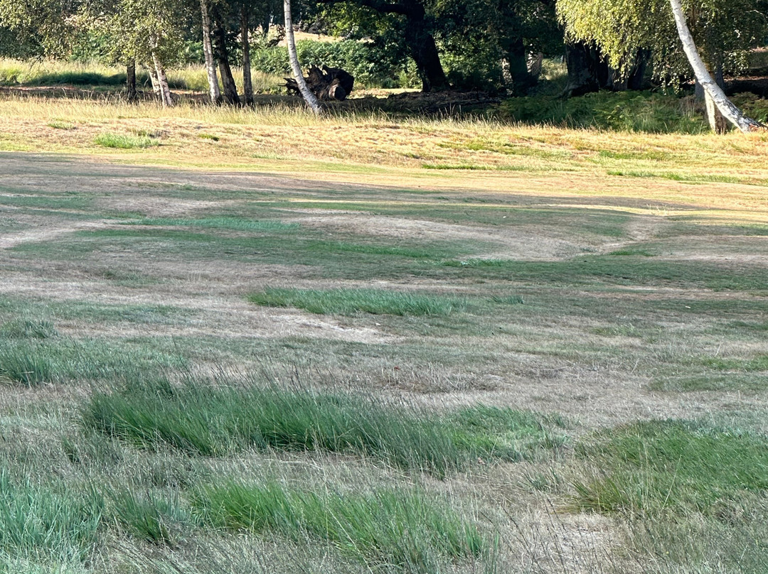 Brokenhurst Manor Golf Club-Brockenhurst必去景点
