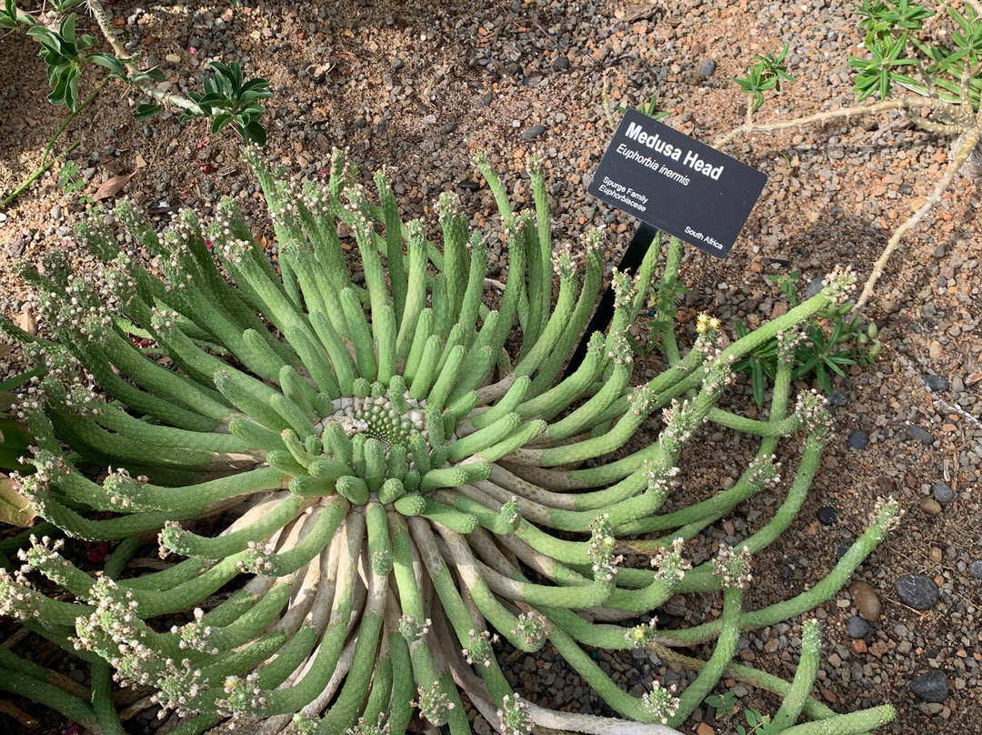 Myriad Botanical Gardens-俄克拉何马城必去景点