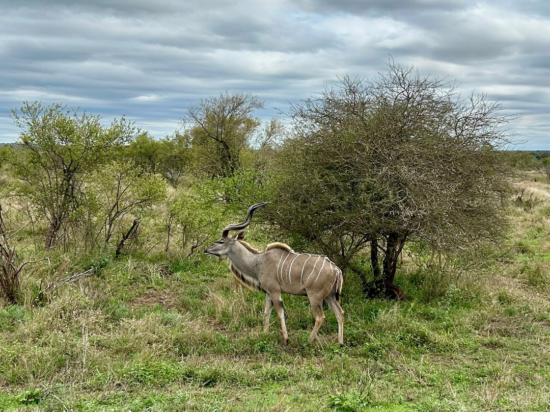 On Safari Africa - Kruger National Park-马里兰必去景点