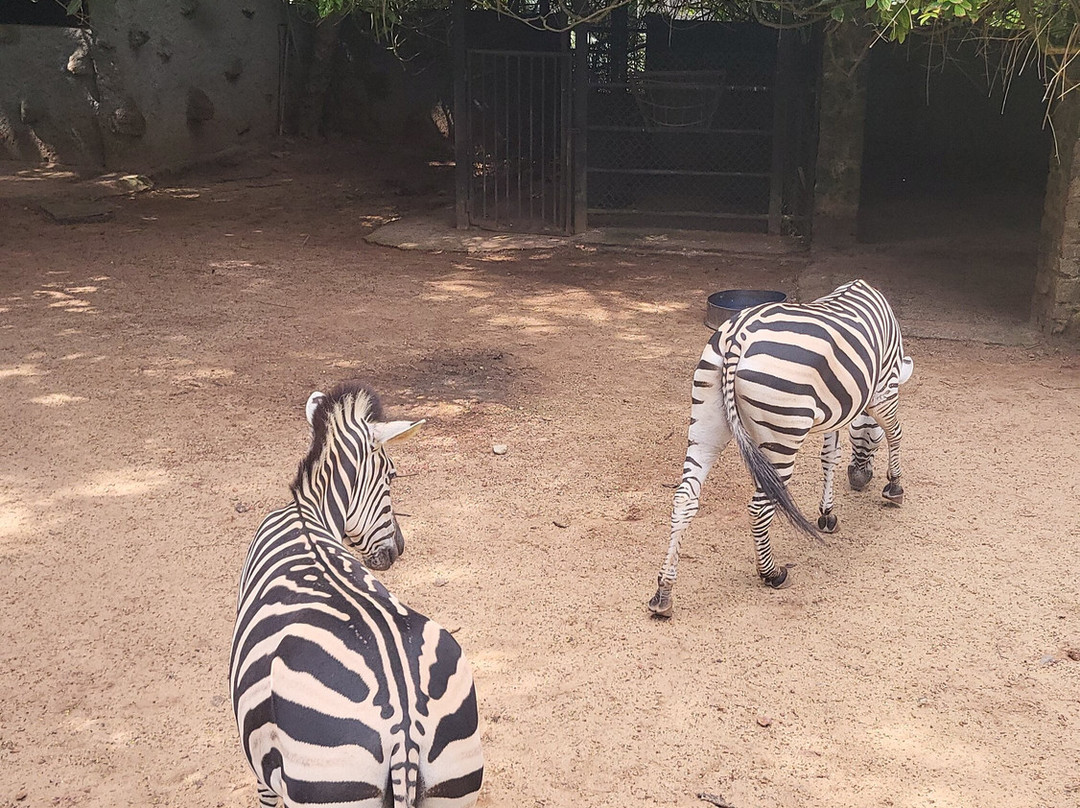 Dehiwala Zoo - Sri Lanka-拉非尼亚山必去景点