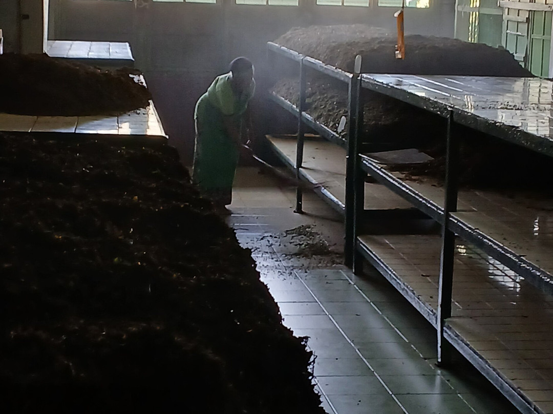 Orange Field Tea Factory-Gampola必去景点
