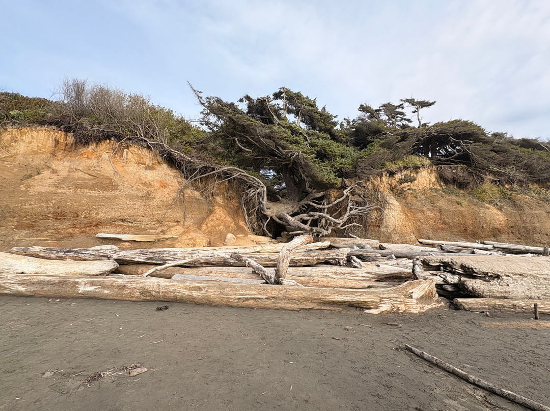 Tree Root Cave-福克斯必去景点