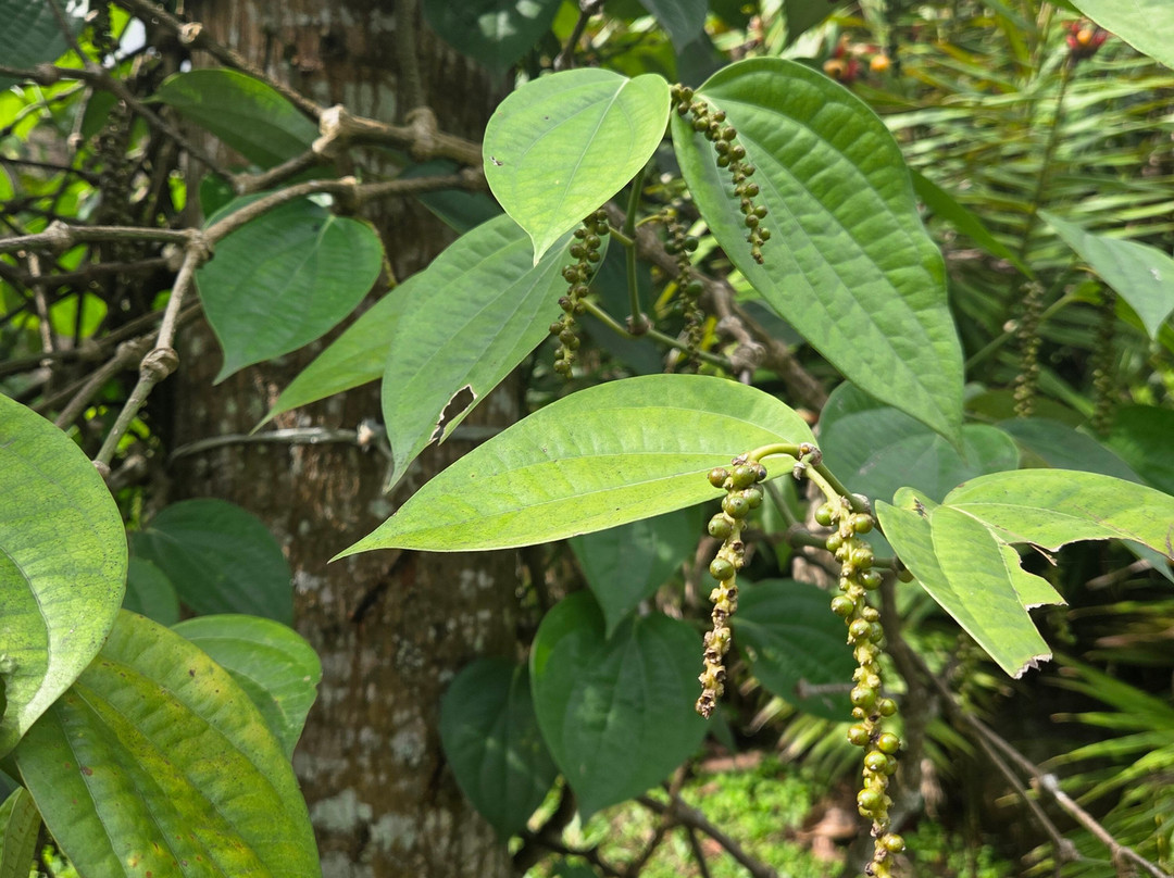 Amaana Plantation Resort主图
