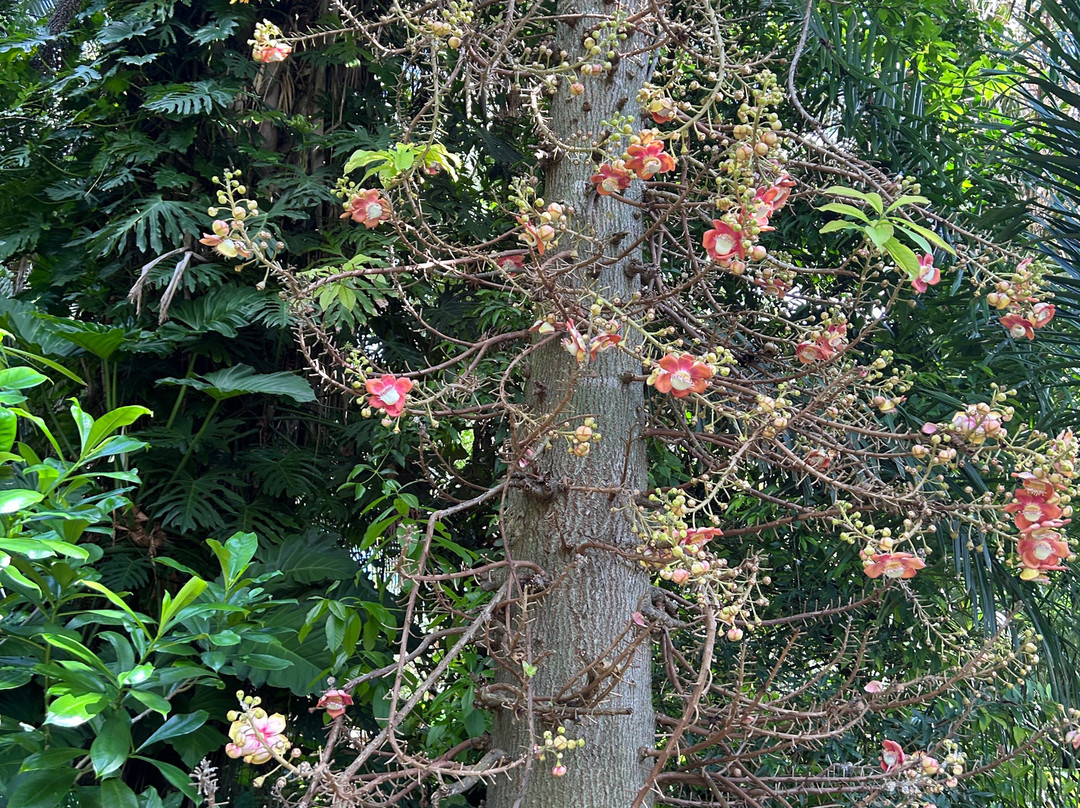 Naples Botanical Garden-那不勒斯必去景点