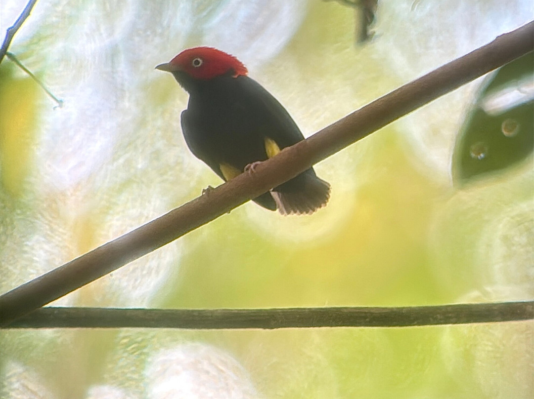 Peru Amazon Expeditions-Manu必去景点
