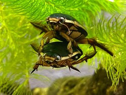 Sagamigawa Fureai Science Museum Aquarium Sagamihara-相模原市必去景点