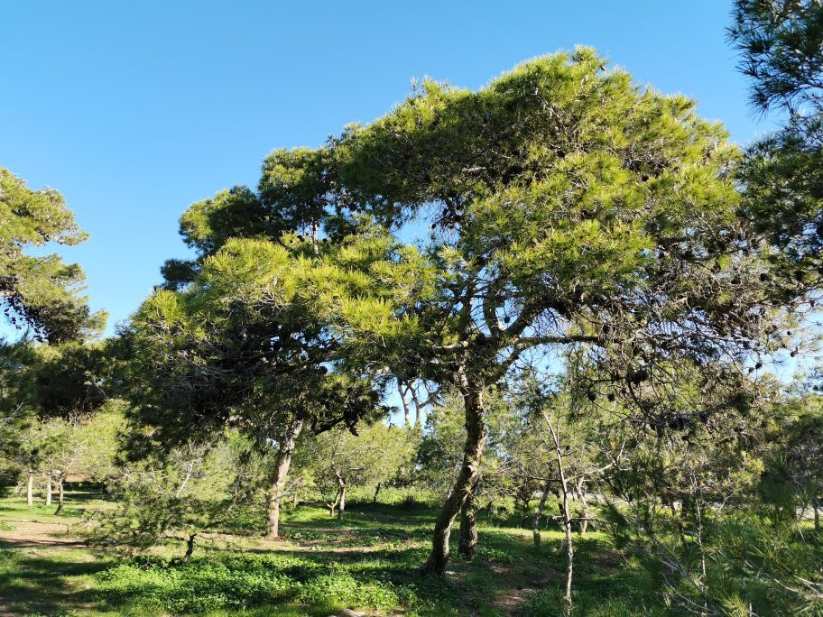 Pinares de Rostrogordo-梅利利亚必去景点