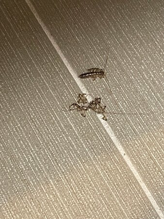 布朗斯维克酒店主图