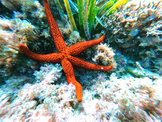 Centro de Buceo Branquias景点图片