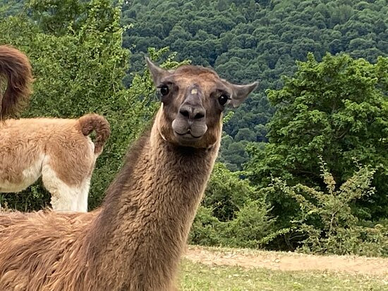 La Ferme des Lamas-Auzat必去景点
