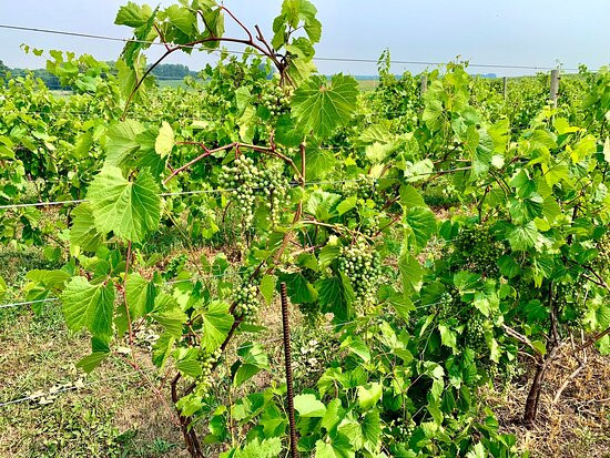 Grape Mill Vineyard and Winery景点图片