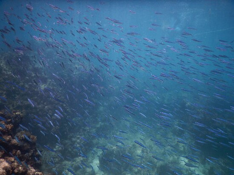 Island Reef Tours-法哈多必去景点