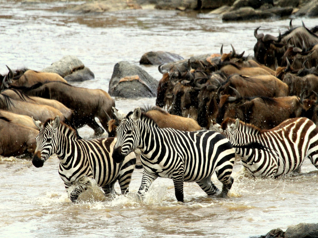 Intimate Camp Zebra