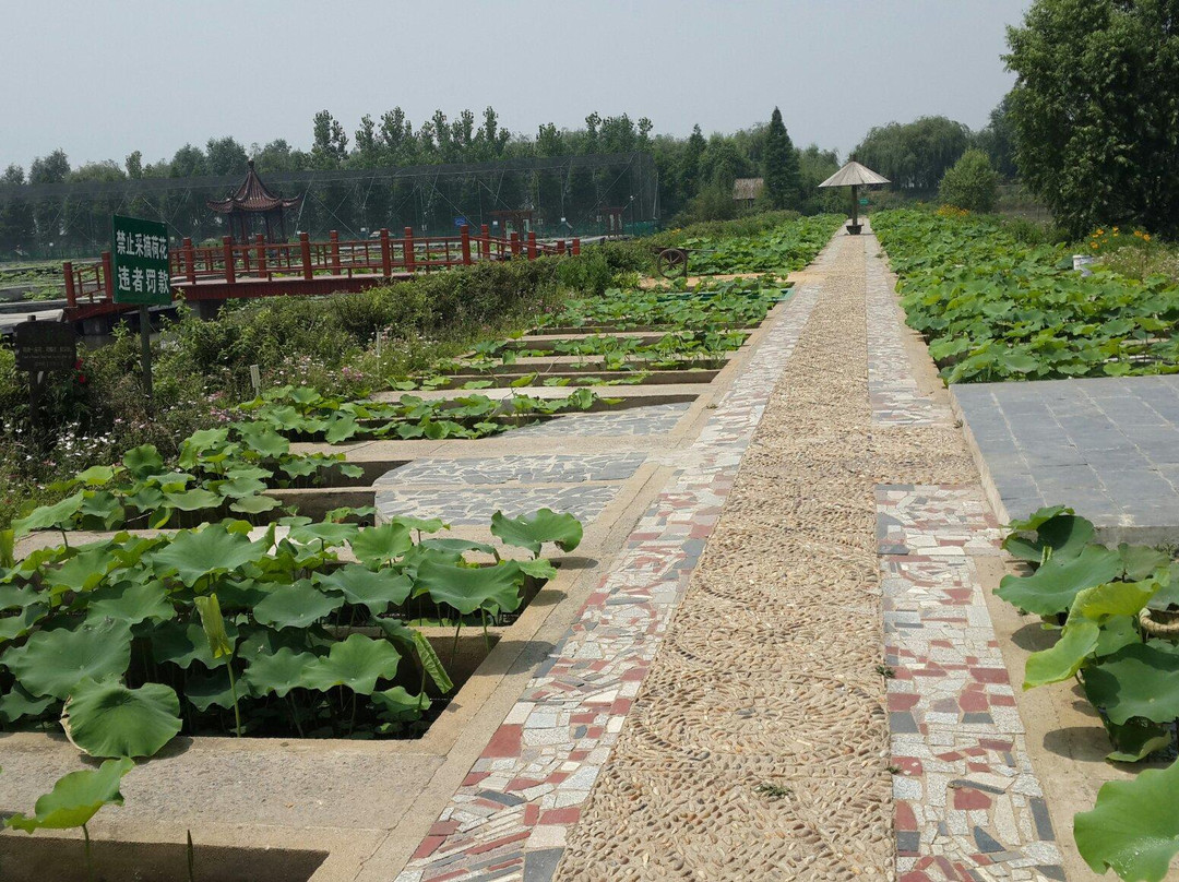 泗洪洪泽湖湿地景点图片