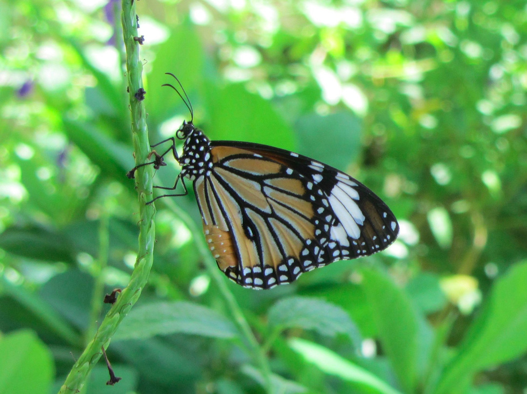 Merlin Butterfly Sanctuary