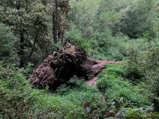 Forest of Nisene Marks State Park景点图片