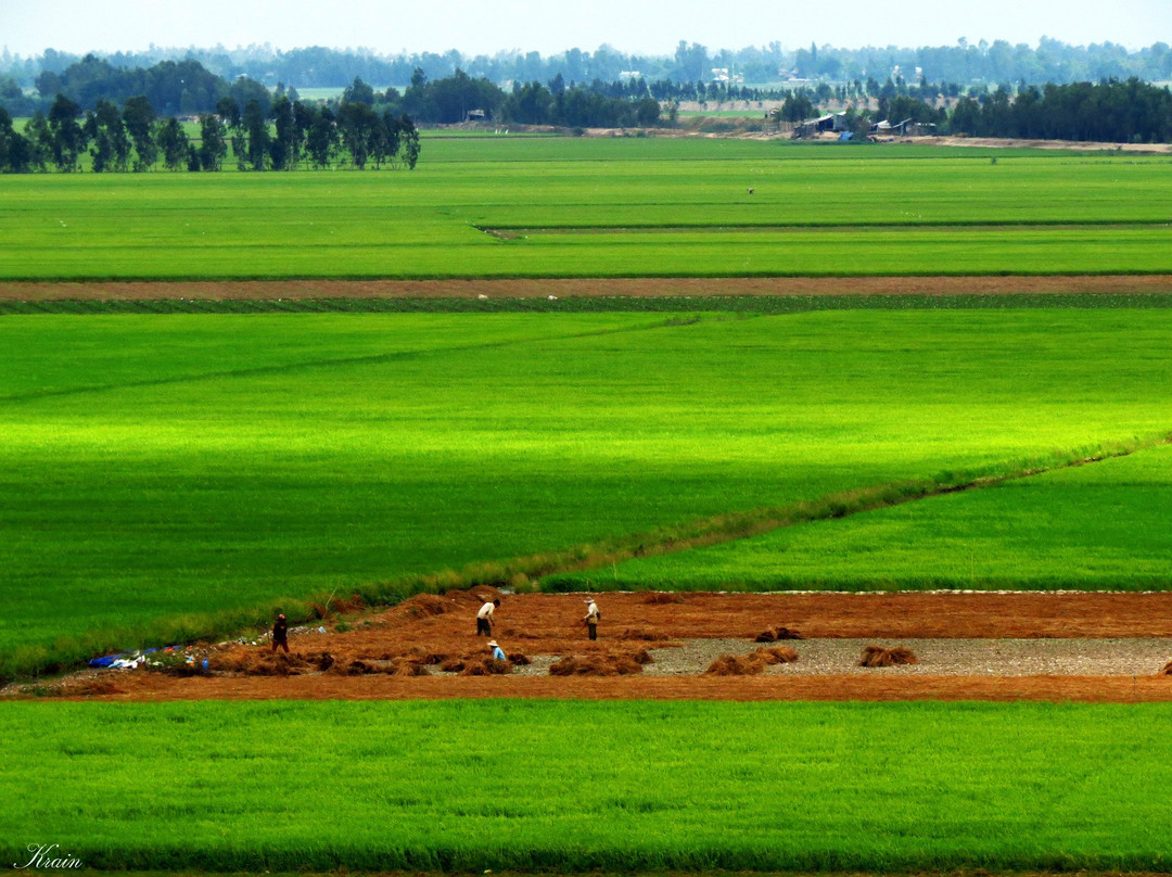 Cao Lanh旅游景点-Tram Chim National Park