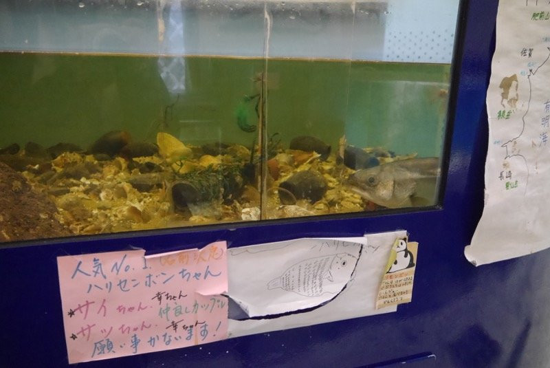 Yanagawa Ariakekai Aquarium景点图片