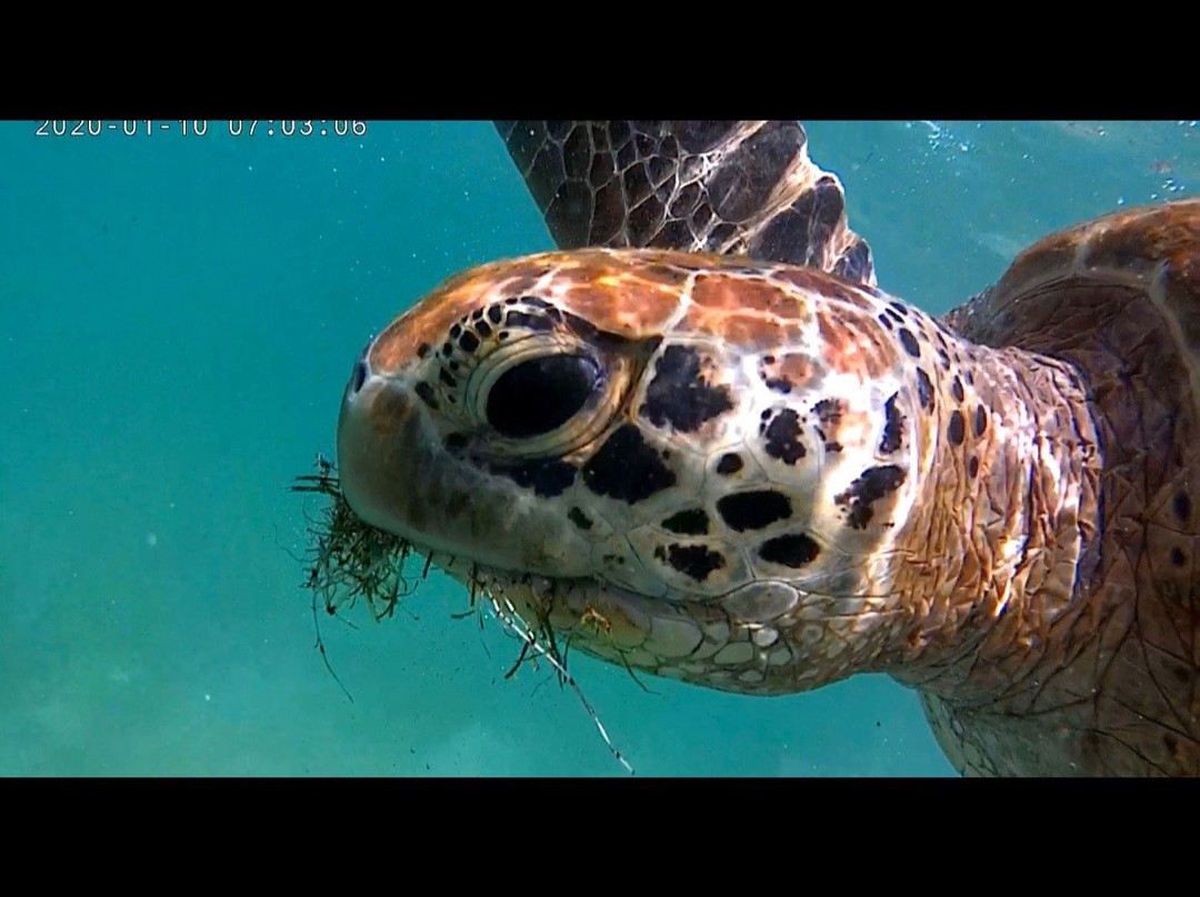 Turtle Point景点图片