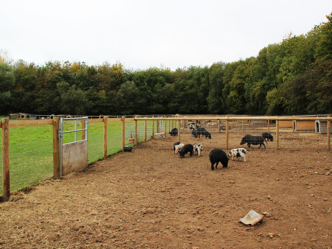 Kew Little Pigs Farm Ltd景点图片