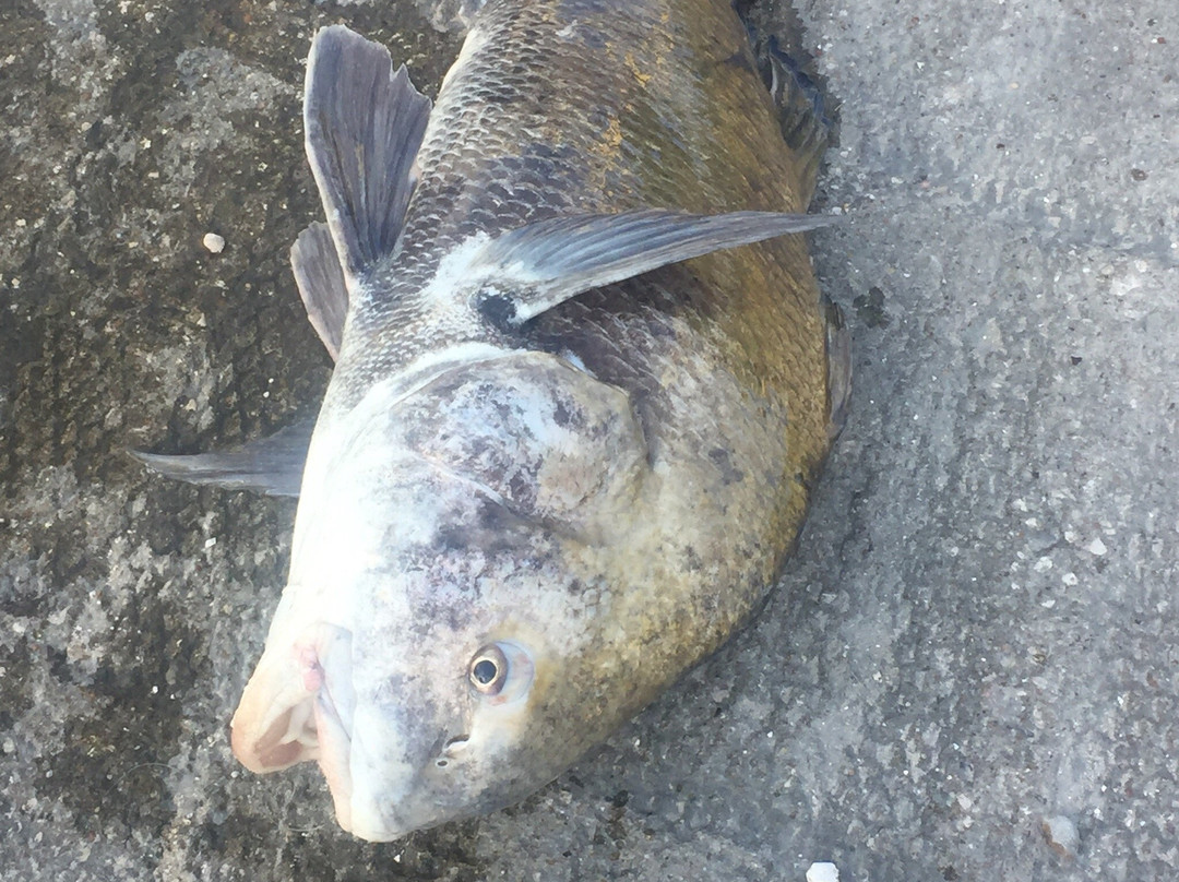 Trout Mouth Charters