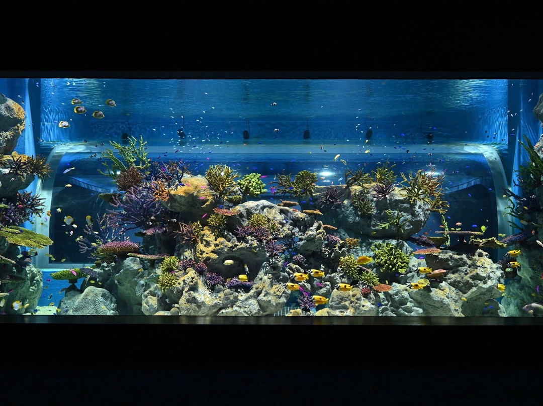 Dmm Kariyushi Aquarium景点图片