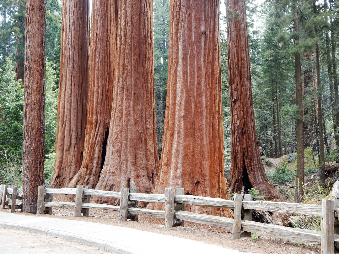 Sequoia National Park景点图片