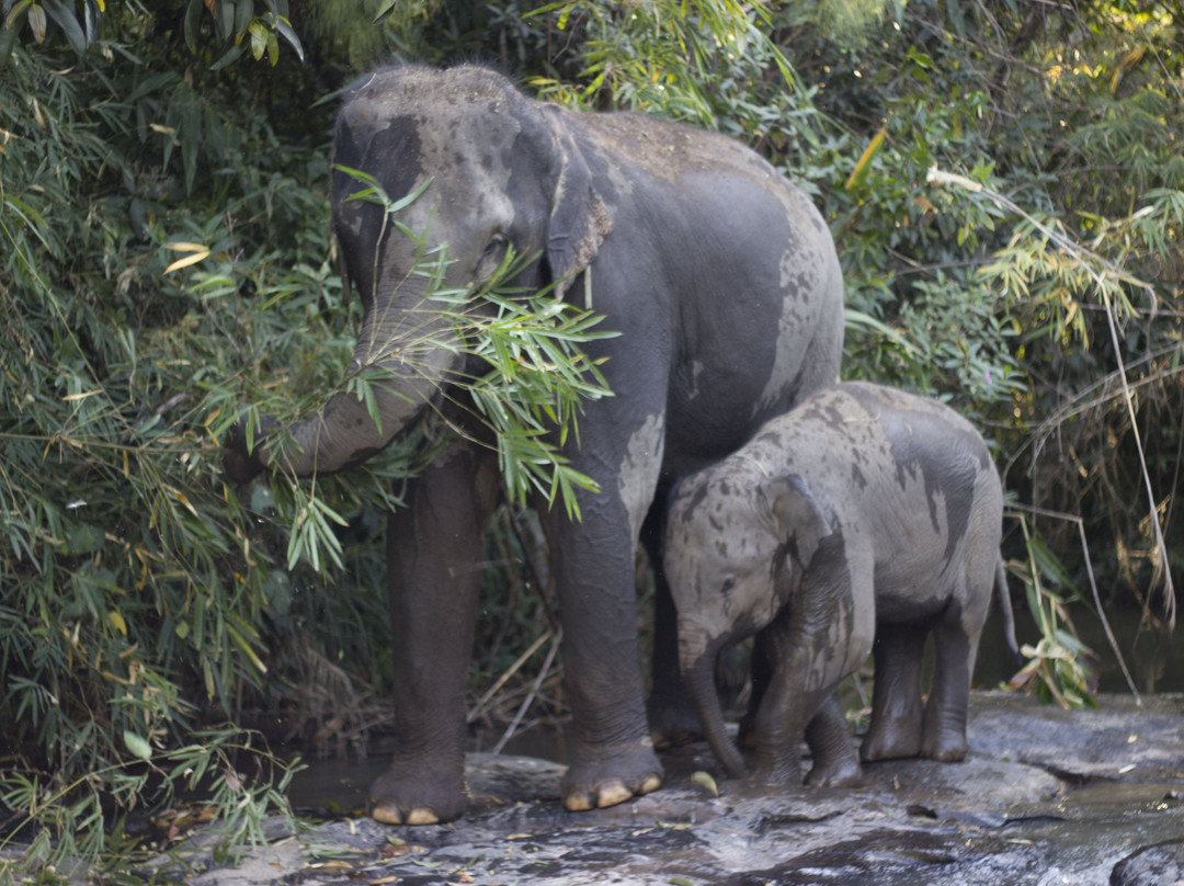 The North of Thailand Elephant Camp-清迈必去景点
